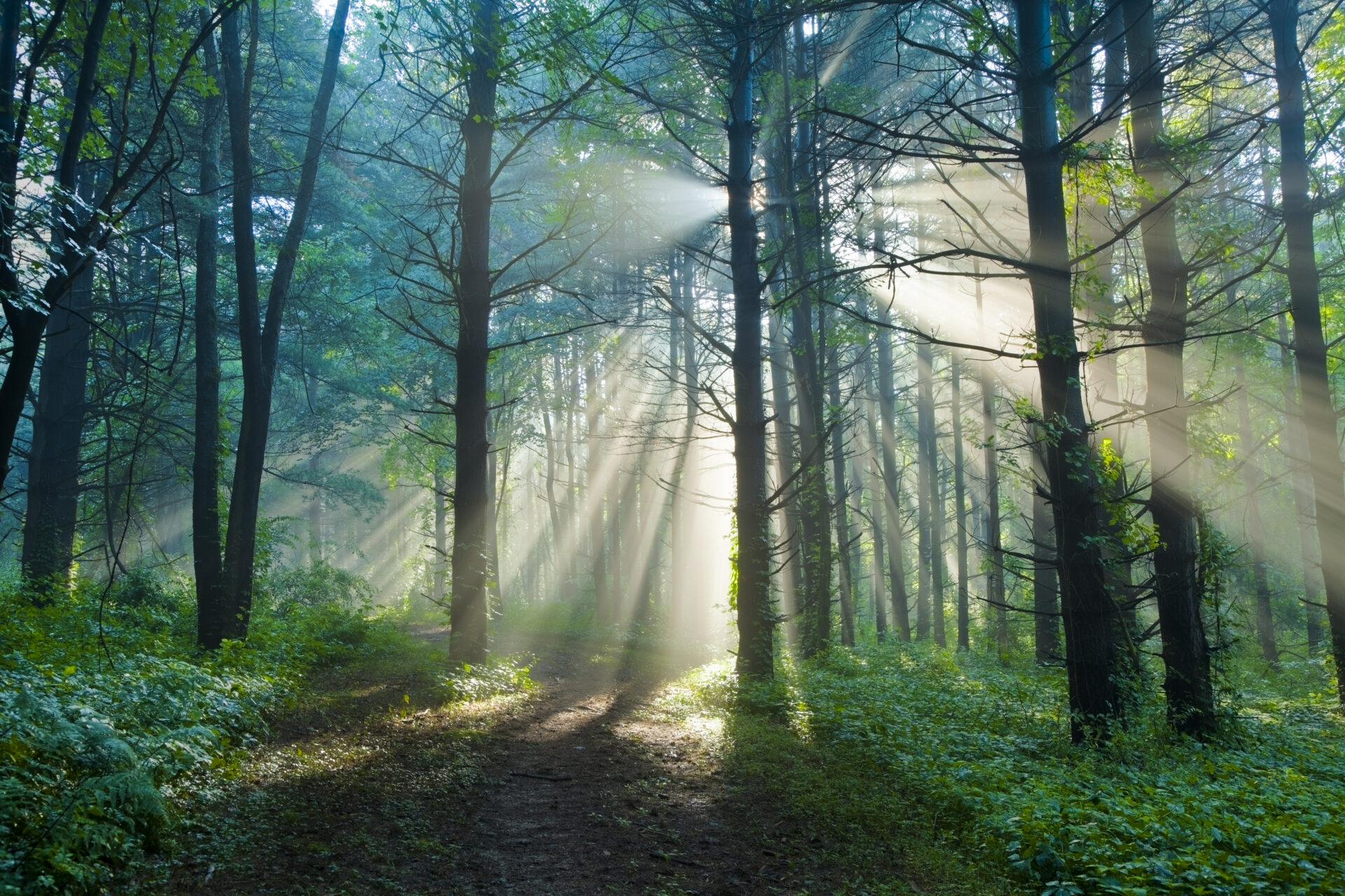 Sun rising through a foggy forest in the summer.I invite you to view some of my other Forest images: